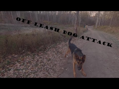 Bad Encounter By Off Leash Dog when Bikejoring