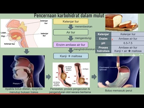 BIOLOGI KSSM TINGKATAN 4: 9.1 SISTEM PENCERNAAN & 9.2 PENCERNAAN