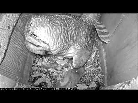 Crayfish delivery at the WBU Barred Owl nest box in Indiana (3/13/21)