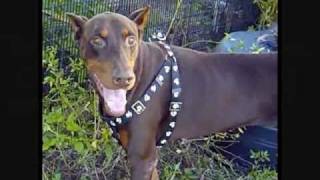 Drake - Dobermann in Rescue