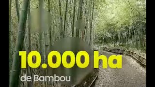 Togo Bamboo Project - Delegation Visit - Aug 2025 Media Report