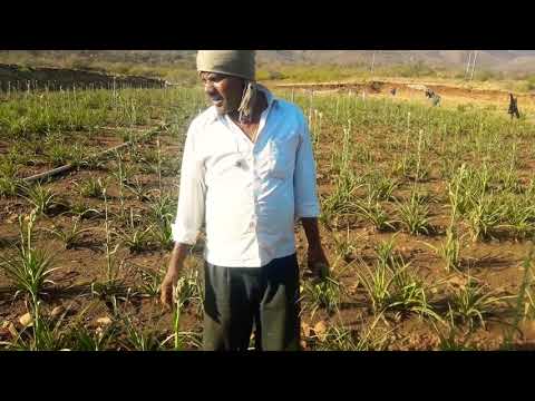 Sugandha Raja - Flowers Forming