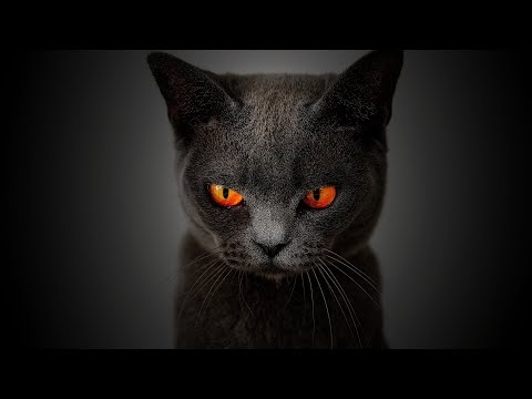 Fantastisches GRUNGE ART KATZENPORTRÄT erstellen mit Gimp!