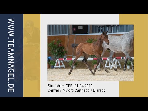 Katalog Nr. 25 - Doreen * Stutfohlen * Denver / Mylord Carthago / Diarado