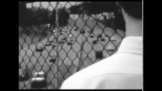 Dente -  Pensiero Stupendo