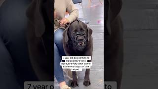 Angry Labrador Transformation With The Dog Daddy