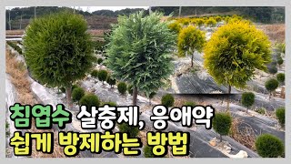 침엽수 살충제, 응애약 쉽고 빠르게 방제하는 방법! (근사미와 바스타의 차이점?)