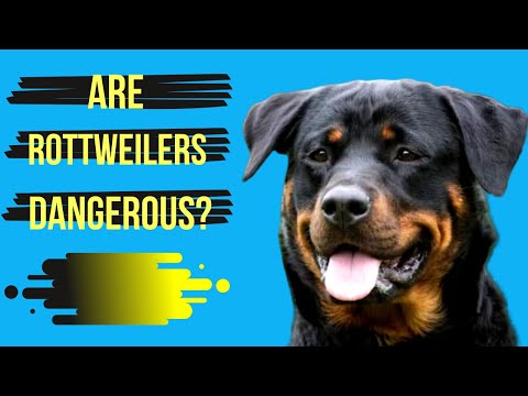 Rottweilers: Are They Dangerous or (Loyal Family Companion)?