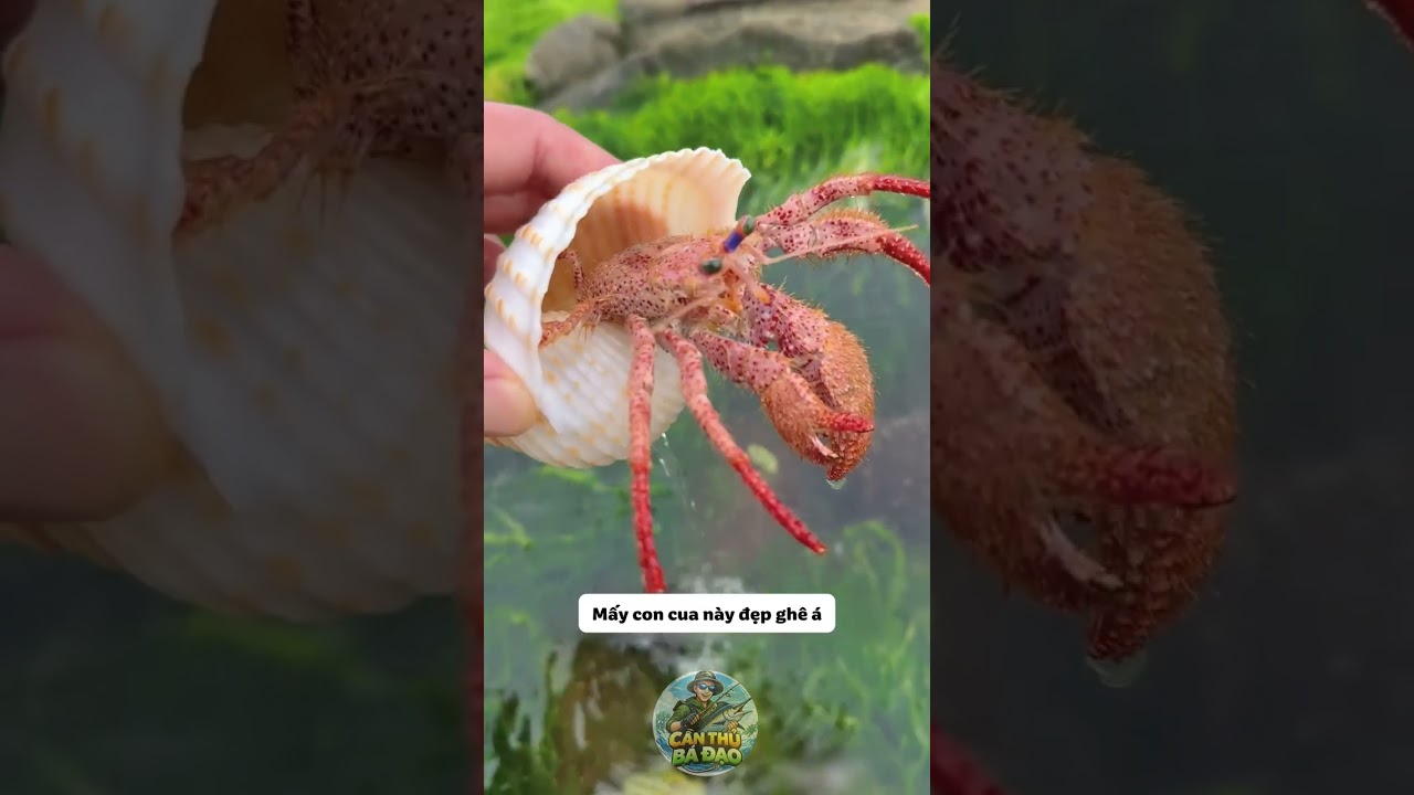Ra bãi biển mò cua bắt ốc làm mì tôm hải sản