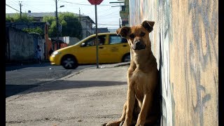 Callejero - Alberto Cortez
