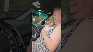 Video preview image #1 Chihuahua-Unknown Mix Puppy For Sale in Wakefield, RI, USA