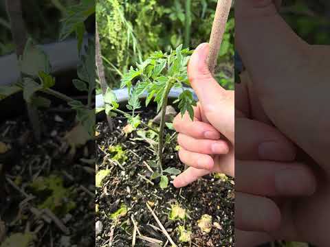 トマトに穴が開くのはなぜですか?行動を起こすべきでしょうか？  庭園