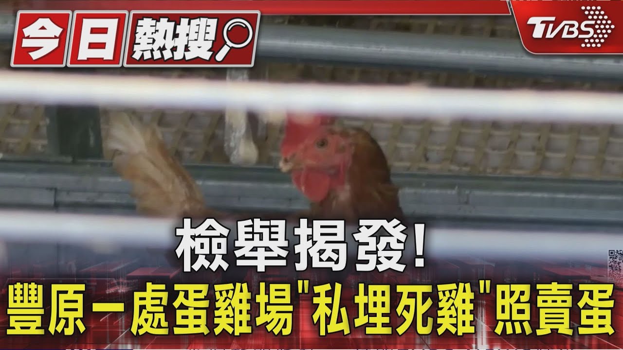檢舉揭發！豐原一處蛋雞場「私埋死雞」照賣蛋　證實為禽流感7千隻將全數撲殺