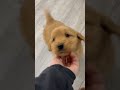 Golden Retriever dogs for sale: Lexi - Video 1