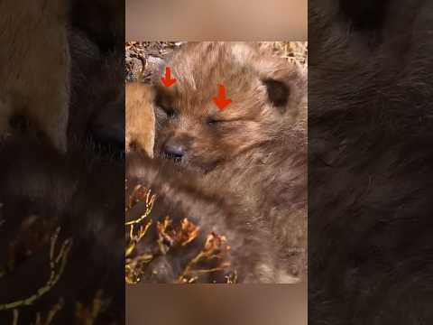 Wolf Cubs 🐺 पालतू बन गए? 🏠 Surprising Change ✨