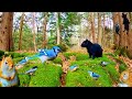 Cat TV 4 Hours Of Relaxing Forest Wildlife Squirrels And Birds 4K Ep 61