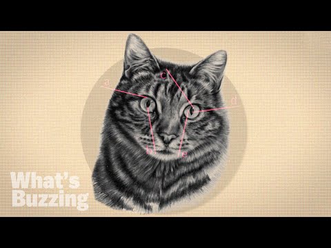 The Astonishing Science Behind Cats "Vertical Pupils"