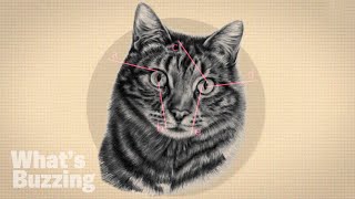 The Astonishing Science Behind Cats Vertical Pupils