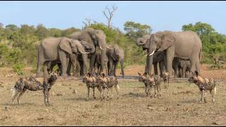 A Wild Dog Pack Meets an Elephant Herd at the Waterhole!