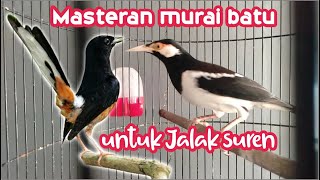 Download lagu Masteran Murai Batu untuk jalak suren   putar setiap pagi mp3 Download lagu Masteran Murai Batu untuk jalak suren   putar setiap pagi mp3
