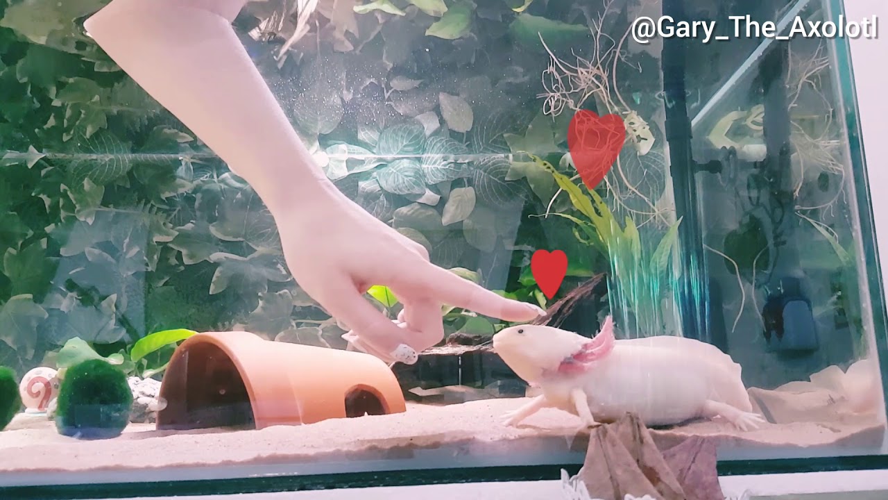 かわいいウーパールーパーとスキンシップ