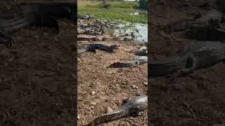 Os bezerros estão sumindo do pasto