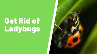 How To Get Rid Of Ladybugs In Your House (The Easy Way)