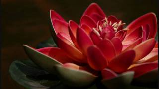 Susheela Raman - Blue Lilly Red Lotus