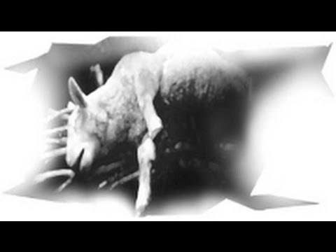 3. Sacrifices (October 19)