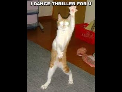 Funny Cats Will Make You Laugh For Hours!!!