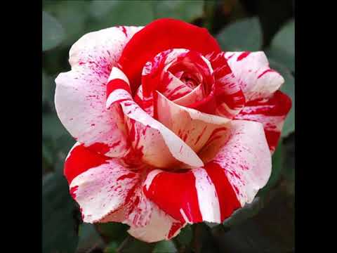 12 VACCAI BENCHE DI SENSO PRIVO VOICE D