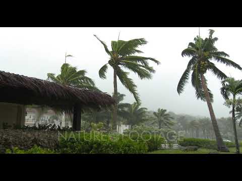 Strong Winds Lash Palm Trees As Hurricane Makes Landfall