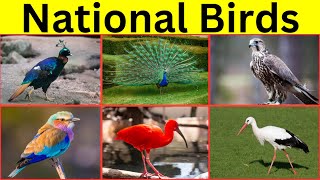 National Birds of the World  || National Birds From Different Countries