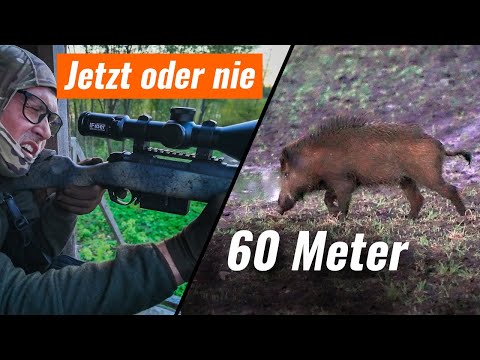 SAUJAGD – Perfekte Schussdistanz auf einen Keiler