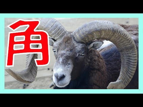 角のある動物:特徴と写真 -