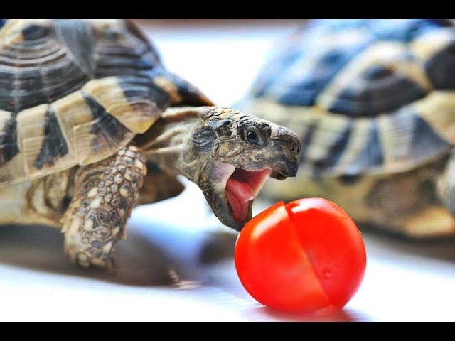 Kaplumbağa Ne Yer, İçer? Nasıl Beslenir? Nefis Yemek Tarifleri Kaplumbağa Ne Yer, İçer? Nasıl Beslenir? Nefis Yemek Tarifleri