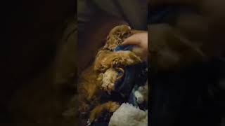 Video preview image #1 Cocker Spaniel Puppy For Sale in Belleuve, NE, USA