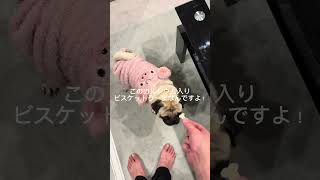 パグの日常Vlog #パグ #犬 #日常vlog #shorts