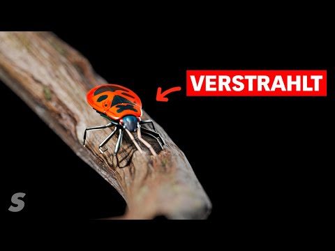 Die mutierten Tiere von Tschernobyl