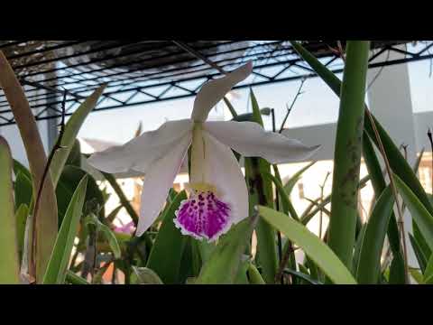 Another Cattleya Hybrid, Bl. Richard Mueller x C. mossiae