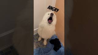 🤪→😠→🥲→😈 #samoyed #サモエド #kawaii #shorts