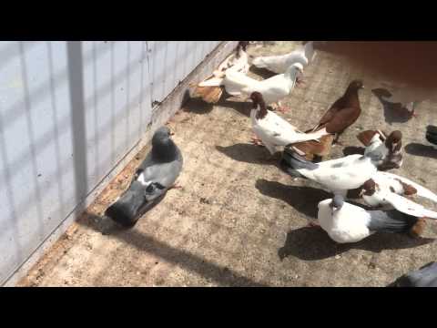 Vlade (Capari) Macedonian Doneks Mavalji Part 3