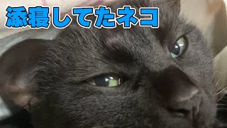 人の腕枕で寝てたニャーさん