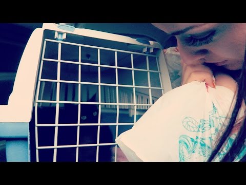 Ethisch dilemma kat in auto | Vloggloss 366