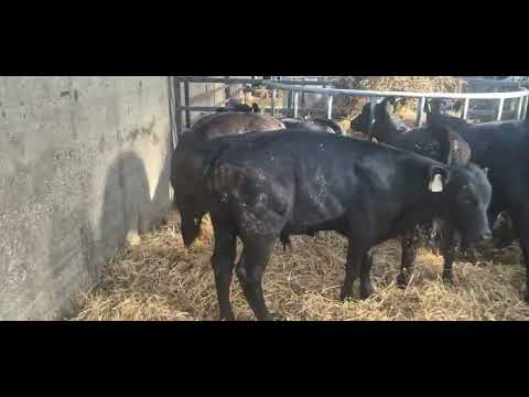 10 Quality Aberdeen Angus starter bulls - Image 2