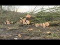 Kritiek op omhakken bomen door gemeente Almere