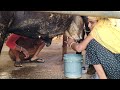 HF Cow Milking