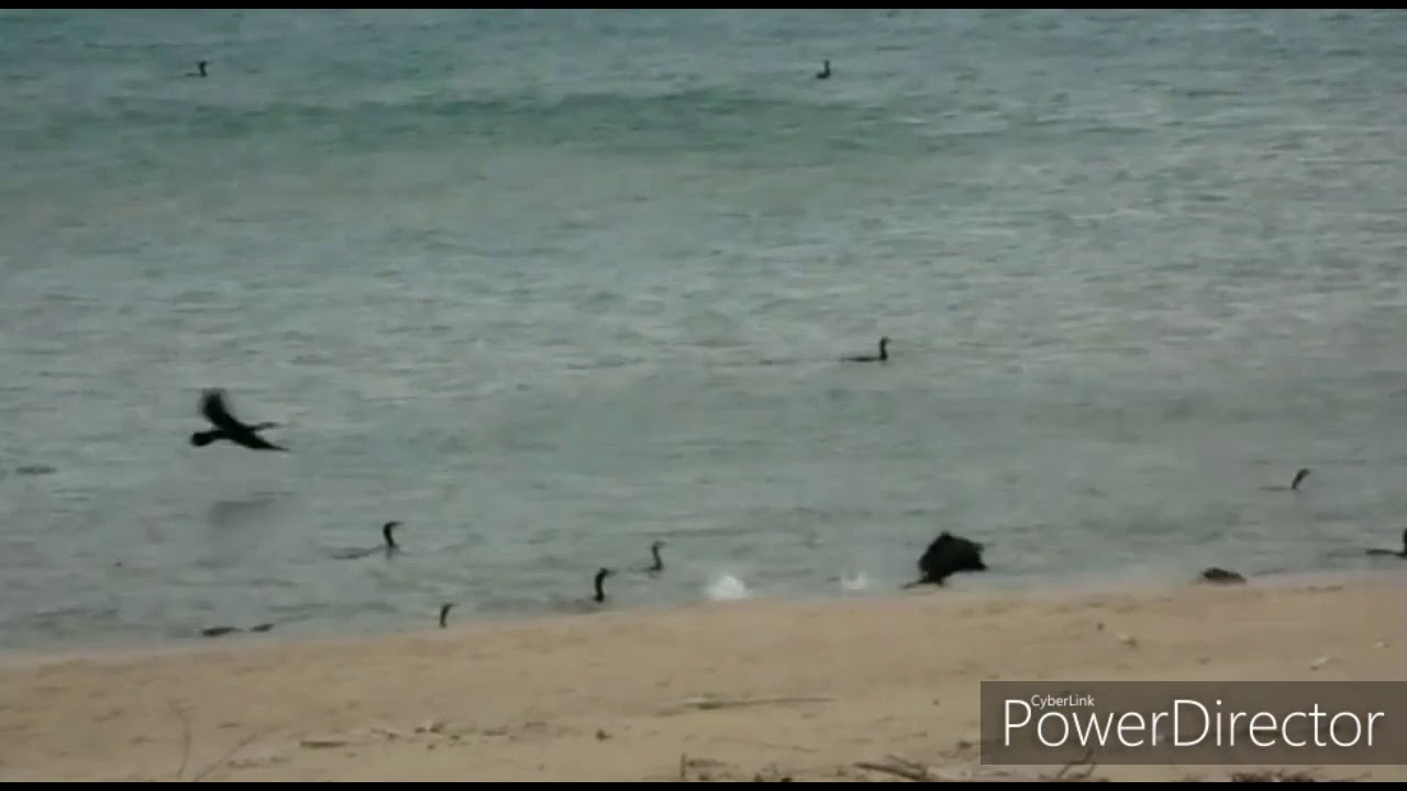 Stormo di cormorani in volo sul mare di Termoli