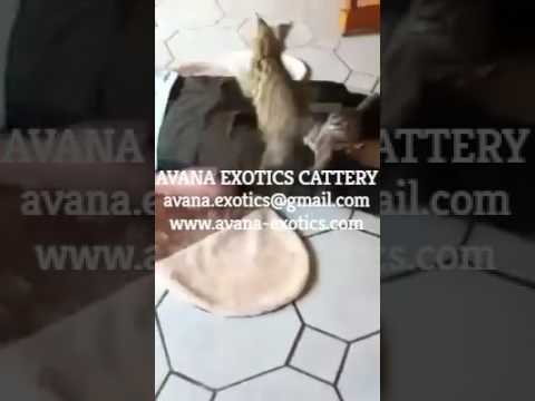 Savannah and other Exotic Cats - www.avana-exotics.com