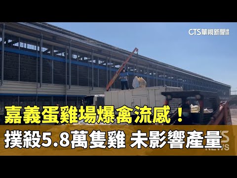 嘉義蛋雞場爆禽流感！撲殺5.8萬隻雞　未影響產量
